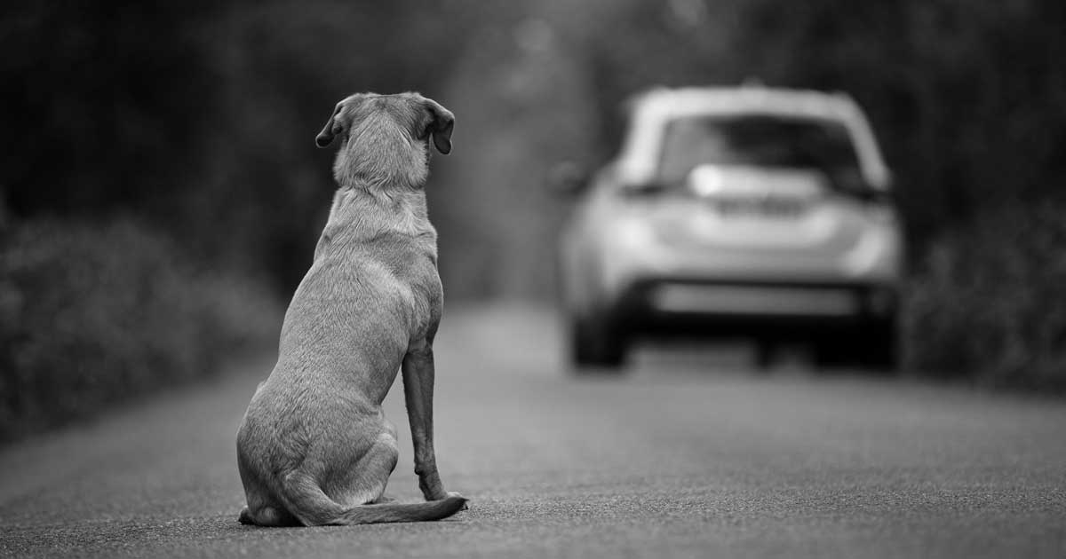 Achtergelaten hond op de weg – Dieren worden vaker achtergelaten bij het naderen van de zomervakantie.