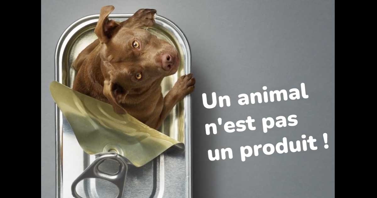 Un animal n'est pas un produit, c'est la campagne de cet été pour lutter contre l'abandon des animaux