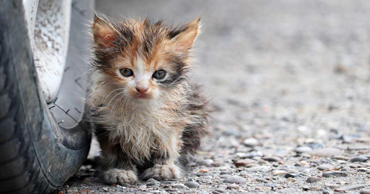 La stérilisation des chats est la solution pour éviter le pire, de trop nombreux chats errants qui courent de grands dangers dans la ville.